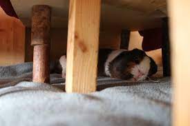 Wenn kinder meerschweinchen herumschleppen, halten diese wunderbar still. Meerschweinchen Im Schlafzimmer Halten Vor Und Nachteile Nagerguide De