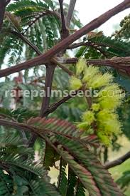 Image result for Leucas capensis