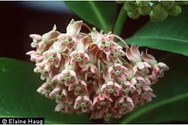 Plants Profile For Asclepias Syriaca Common Milkweed
