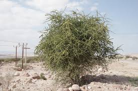 Image result for Maerua