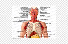 Contains cervical vertebrae and postural muscles. Homo Sapiens Neck Thorax Muscle Organ Others Hand Human Head Png Pngwing