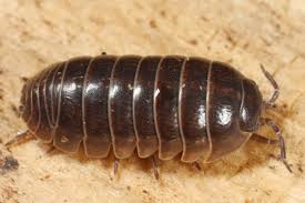 Pill Bug / Common Pill Woodlouse Perth