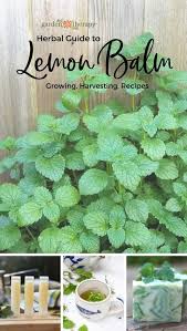 Herbal Guide To Lemon Balm Grow Harvest And Use Melissa Officinalis Garden Therapy Lemon Balm Plant Medicinal Plants Herbs