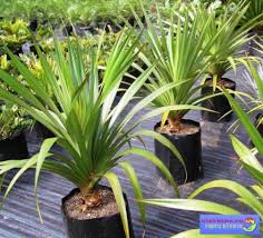 Di bagian tengah daun pandan, terlihat tulang daun yang cukup menonjol. Penjagaan Pandanus 314167 Info