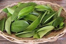 Manfaat Daun Sirsak Untuk Kolesterol Cara Penggunaannya Tanaman Obat Tanaman Obat Alami