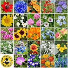 We did not find results for: Wild Flower Wildflower Seeds No Grass Help Save The Uk Bees 25g Pack Ebay