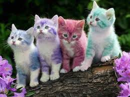 We did not find results for: Beautiful Cats Hd Wallpapers Download Free For Mobile Desktop