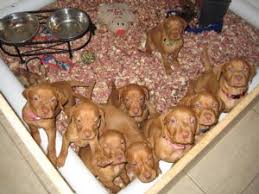 Two thirty day medical insurance plans for each puppy. Vizsla Puppies In California