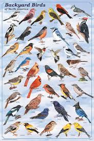 Common Garden Birds Of South Africa Wild Birds Of North America Backyard Birds Of North America Content Intensive Posters From Birds Birds Wild Birds Bird Identification