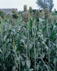 Image result for Sorghum