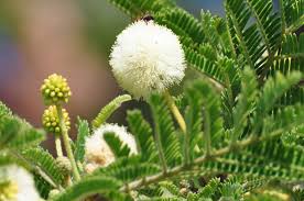 Image result for Acacia gerrardii