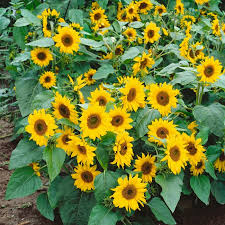 Sunflower, genus of nearly 70 species of herbaceous plants of the aster family. Sunflower Seeds Topolino Flower Seeds In Packets Bulk Eden Brothers
