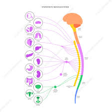 Image result for Sympathetic Nervous System