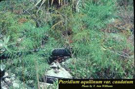 Image result for Pteridium aquilinum