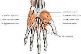 Doctors often don't think of costochondritis when a patient complains of lower rib pain. Https Mesa Ucop Edu Wp Content Uploads 2018 09 5 A Prosthetic Arm Pdf