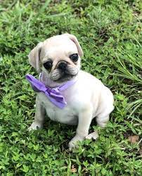 White Pug Puppies For Sale Usa Canada Australia Uk 50 Off