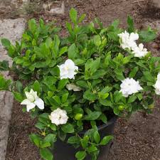 Image result for Gardenia