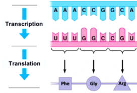 Template strand is the dna strand off which the mrna is synthesized. How Genes Can Cause Disease Introduction To Transcription And Translation Serendip Studio