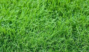 6 Best Grasses For Dogs
