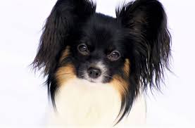 Wenn sie nach einem eleganten hund suchen, finden sie mit einem papillon genau das richtige. Uber Uns Papillons Von Persebeck