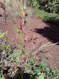 Image result for Hyparrhenia rufa