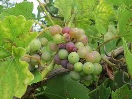 Image result for Vitis vinifera