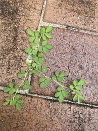 Image result for Indigofera demissa