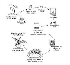 Figure 1 Diagram Of Micropropagation Procedure Plant