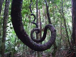 Ancient Lianas Unique Trees Trees To Plant Rainforest