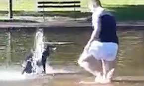Dog playing in water fountain. Man Wades Into Slimy Pond To Retrieve Excitable Dog In Video Daily Mail Online