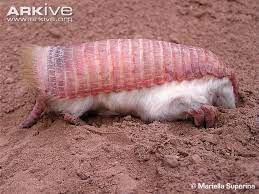 Pink Fairy Armadillo Pink Fairy Armadillo Fairy Armadillo Unusual Animals
