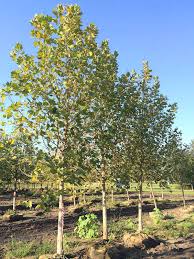 The mature bark is a stunning pale grey with exfoliating brown bark. Exclamation London Planetrees For Sale The Tree Center