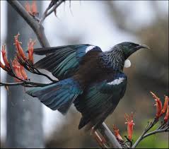 Kaikoura New Zealand Albatross Encounter Pet Birds Tui Bird Bird Pictures
