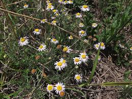 Image result for Felicia muricata