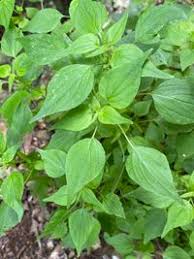 Image result for Parietaria debilis