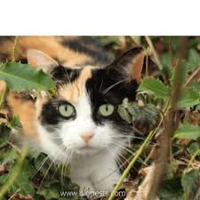 Place sticks in the soil of your yard. How To Keep Cats Away From Raised Garden Beds Bio Pests Organic Pest Control