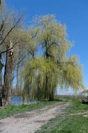 Image result for Salix