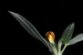 Image result for Stylosanthes guianensis