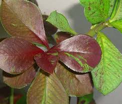 Image result for Synadenium grantii