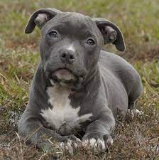 Blue nose pit bulls love to jump. The Media Pit Bulls Destroying A Breed S Reputation Blue Nose Pitbull Puppies Pitbull Puppies Pitbull Dog Breed