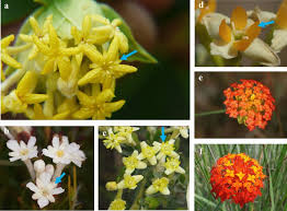 Image result for Gnidia chrysantha