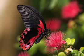 Beautiful good morning nature pic with paddy field and sunrise in hd. Whatsapp Dp Flowers With Butterfly Girls Dp
