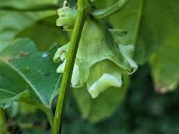 Image result for Cayaponia