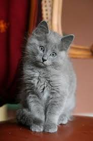 Nebelung Kittens Image Search Results Nebelung Cat Nebelung Kitten Images