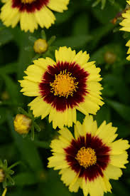 Maybe you would like to learn more about one of these? Uptick Yellow Red Tickseed Coreopsis Hybrid Proven Winners