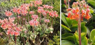 In addition to seasonal delight, these plants offer easy care for the casual gardener. Types Of Succulents Species Varieties Identification Pictures