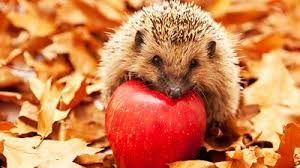 Ichef Bbci Co Uk Curationkit Ichef 400xn Amz Childrens Binarystore Cbbc Autumn Animal Quiz 00025 Jpg Animaux D Automne Photo Herisson Animaux