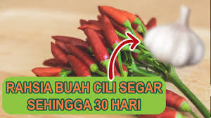 Selain itu, afid ialah pembawa penyakit virus. Cara Kenal Masalah Penyakit Pokok Cili Kebun Bandar Youtube