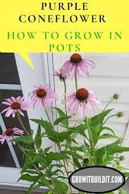 Pin On Native Plant Gardening