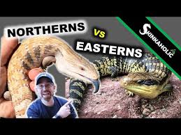 This glossy jet black lizard with bright blue tongue and orange underbelly steals the show. Eastern Vs Northern Blue Tongue Skinks What S The Difference Ep 99 Youtube